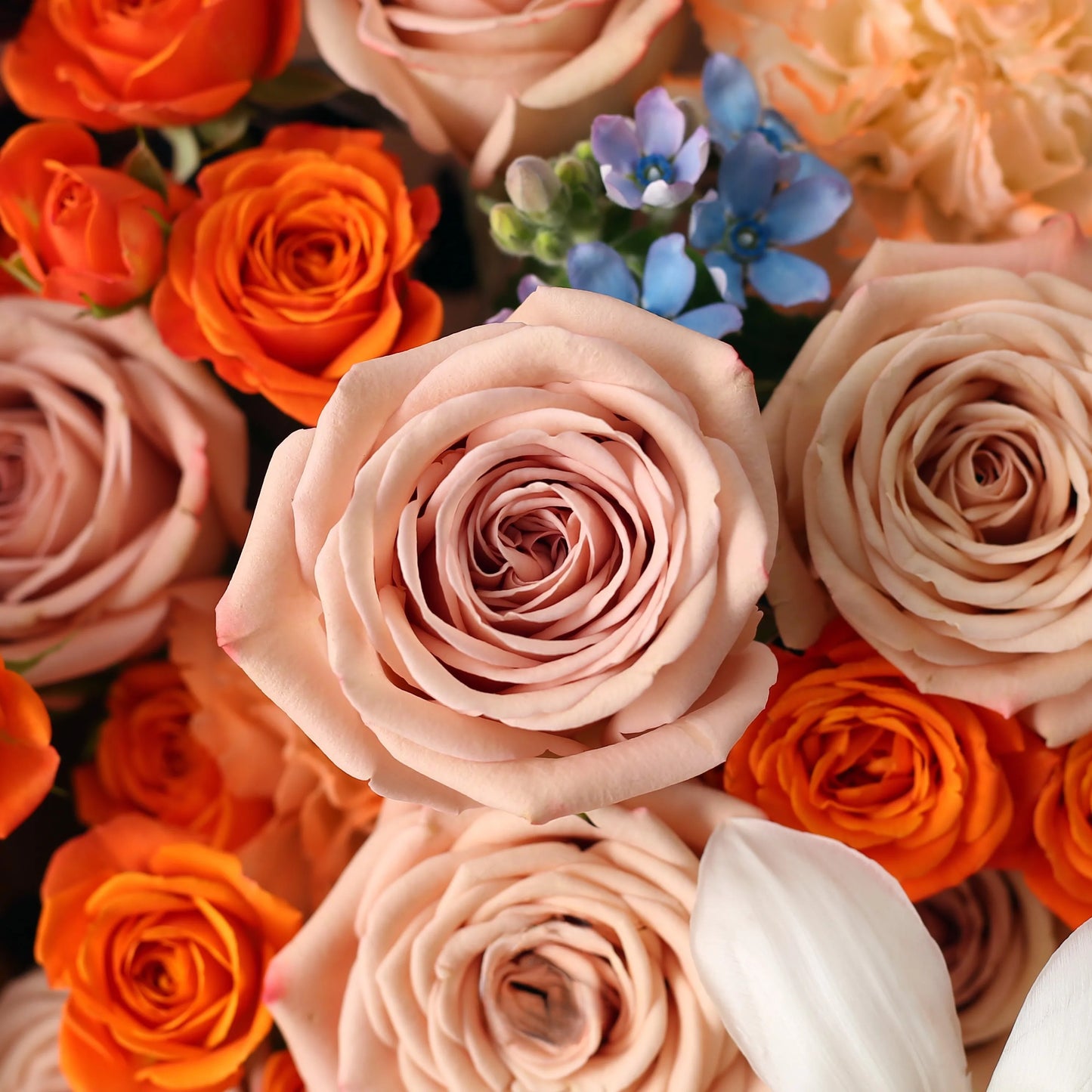 卡布奇諾混搭鮮花束|浪漫午後 11/19/33枝