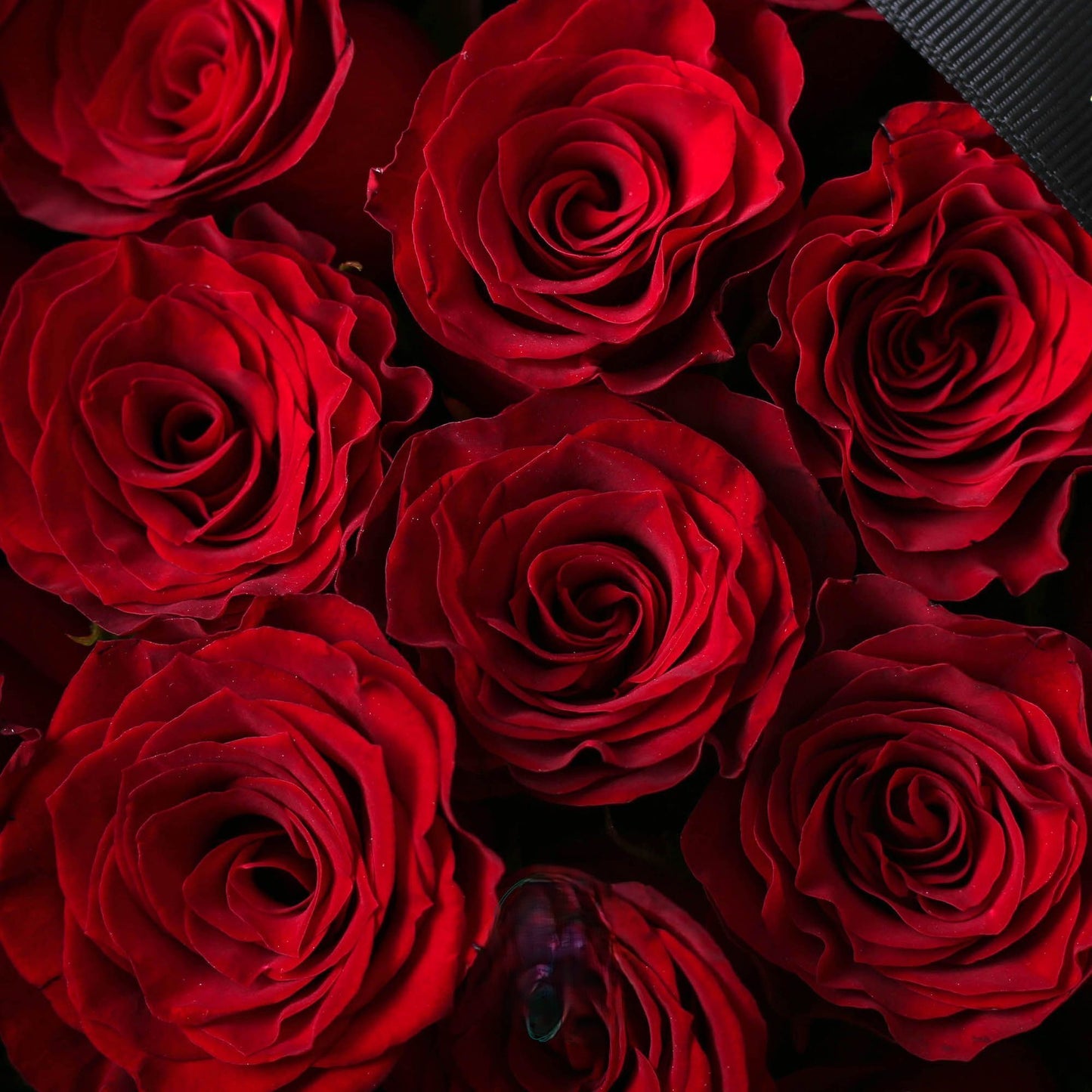 紅玫瑰鮮花束/深情告白|Red rose  Fresh Bouquet  33/52/99 stems