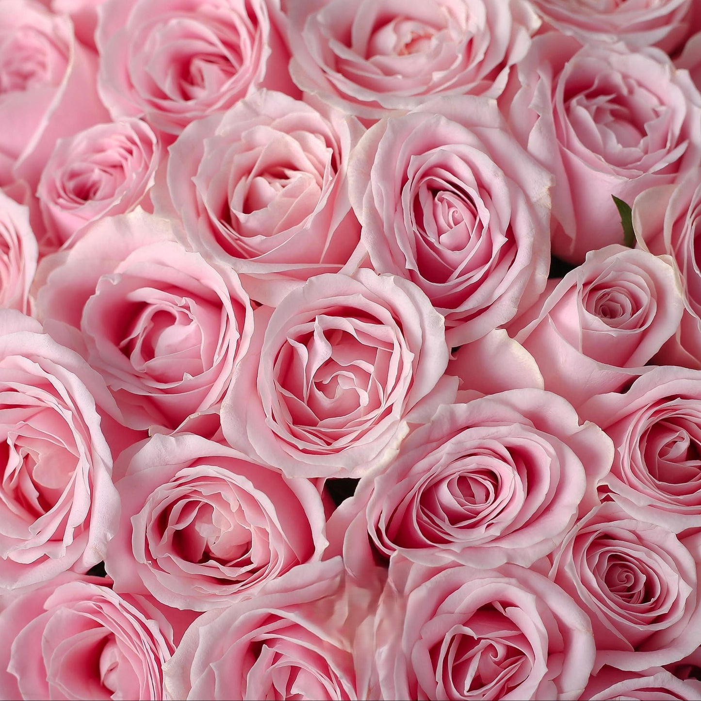 粉玫瑰鮮花束|Pink Rose  Fresh Bouquet 19/33/52/99 Stems