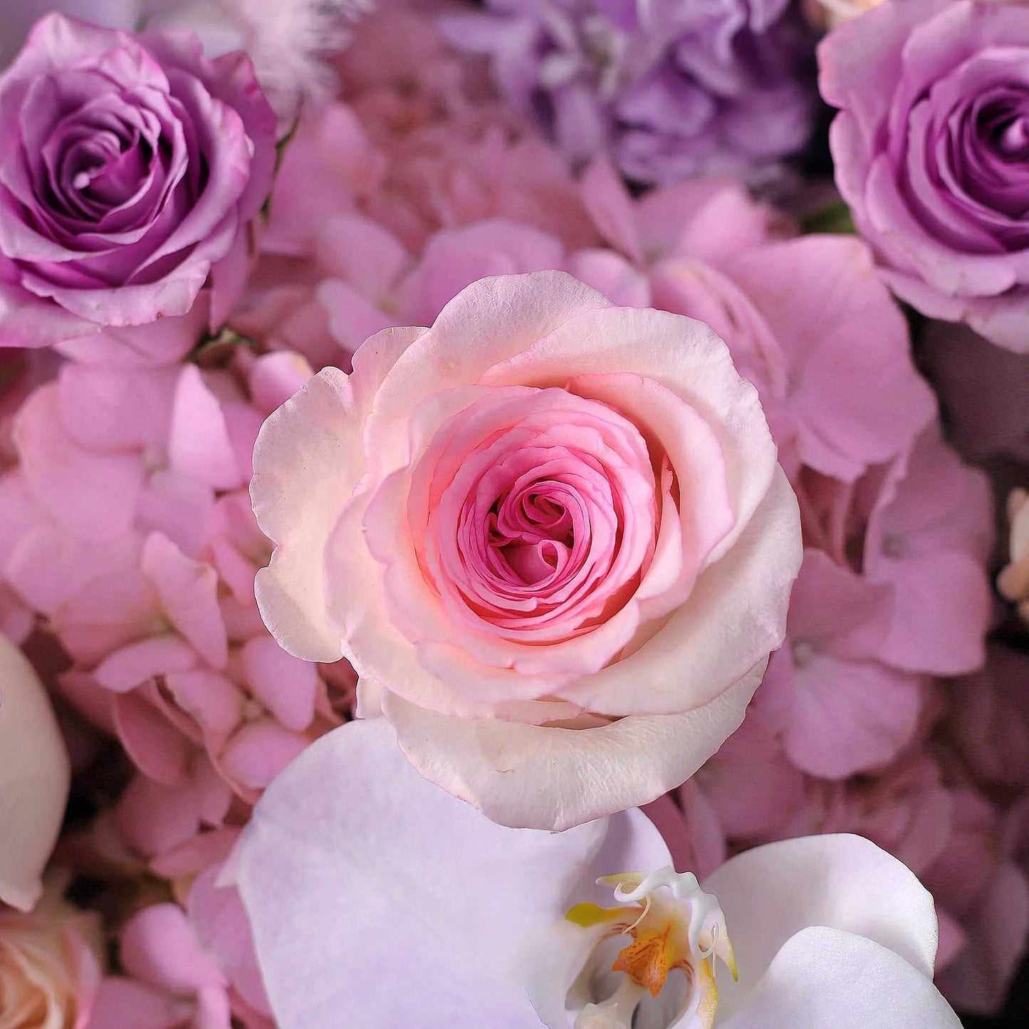 絕絕紫|洛神玫瑰紫霞仙子蝴蝶蘭混搭鮮花束