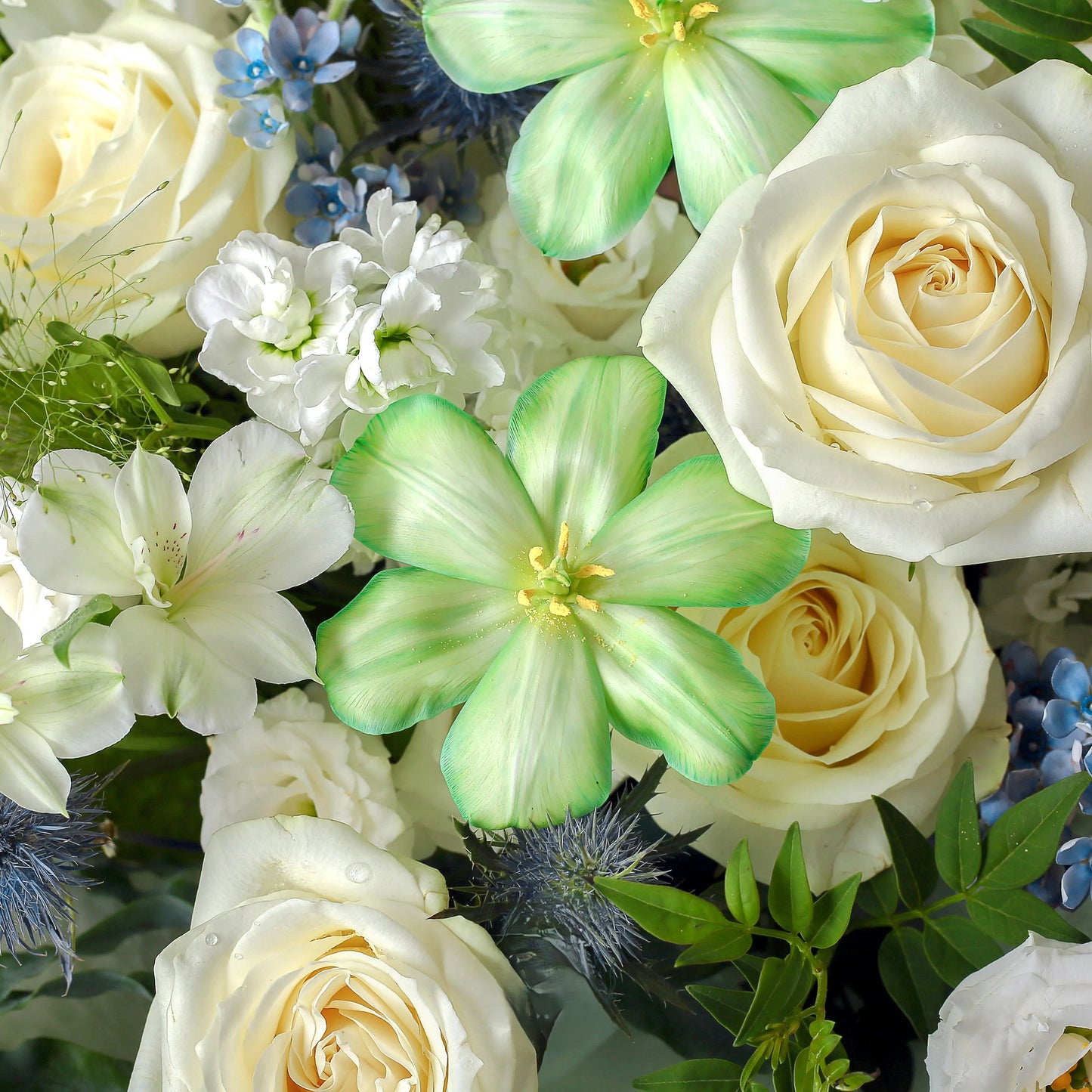 抹茶|白玫瑰劍蘭鬱金香混搭鮮花束