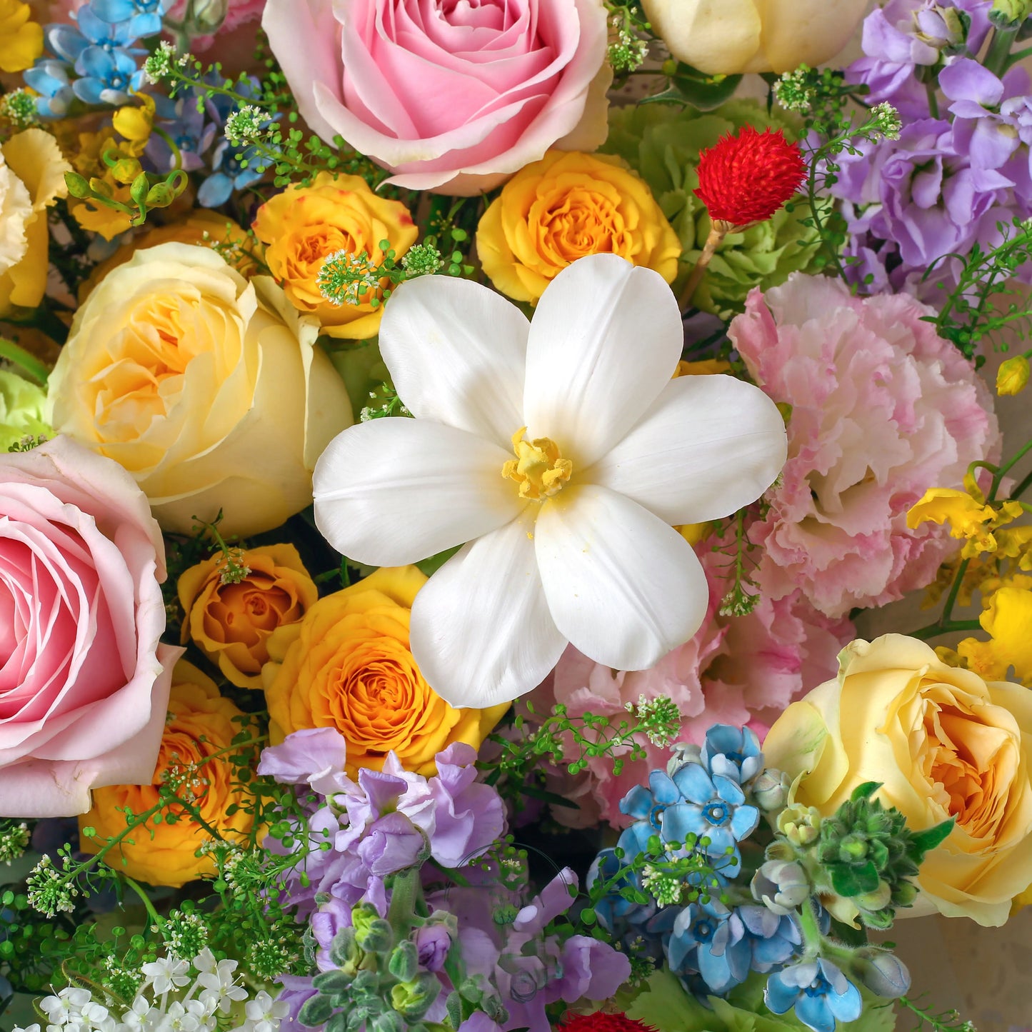 華爾滋|粉雪山玫瑰奶油杯藍星花混搭鮮花束