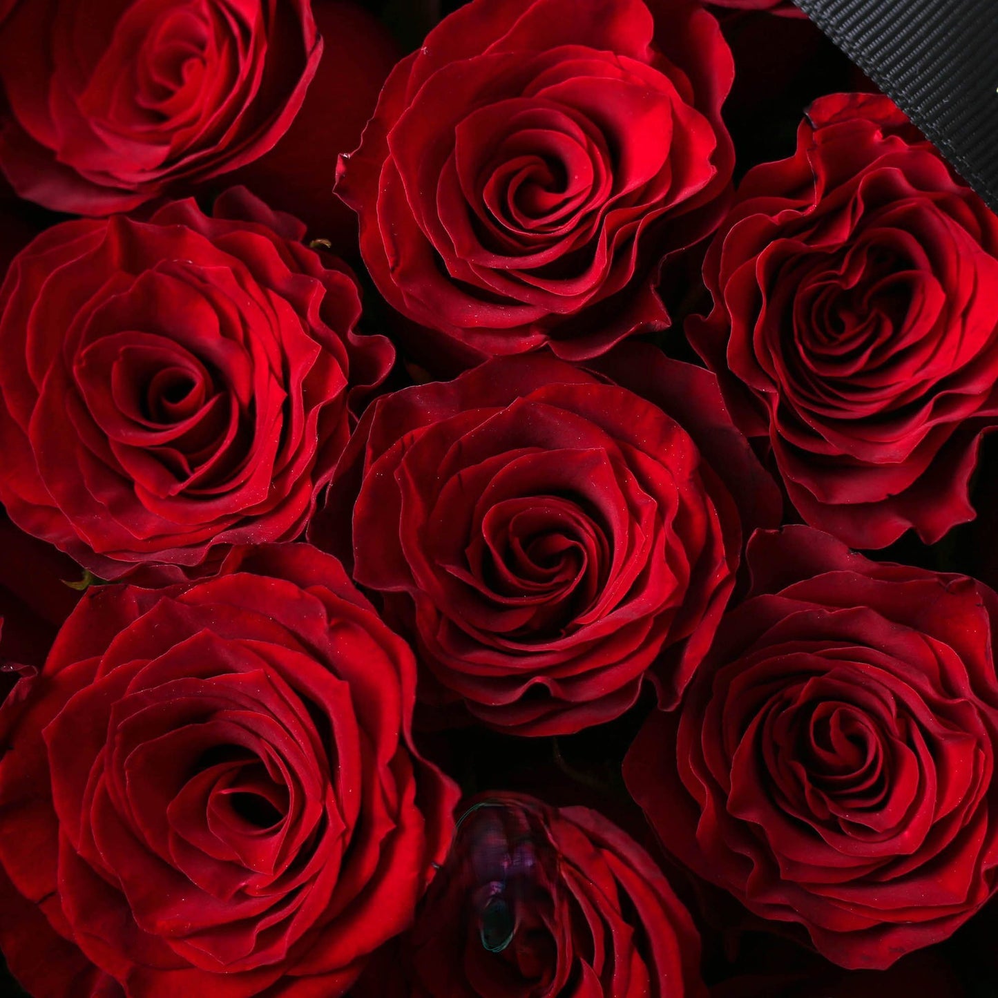 紅玫瑰鮮花束/深情告白|Red rose  Fresh Bouquet  33/52/99 stems